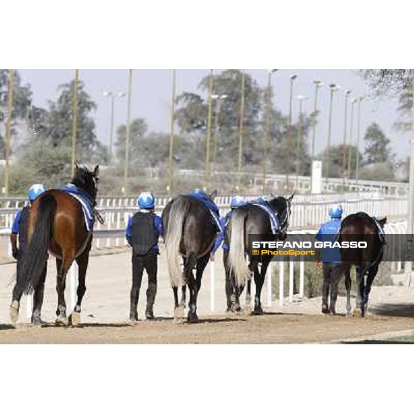 a morning at Al Shahania Stud Doha,23rd february 2015 ph.Stefano Grasso