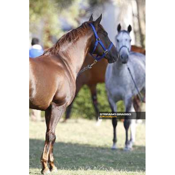a morning at Al Shahania Stud Doha,23rd february 2015 ph.Stefano Grasso