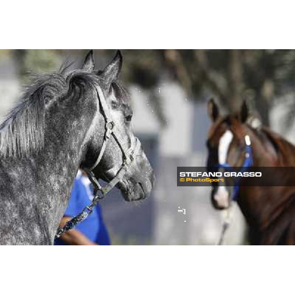 a morning at Al Shahania Stud Doha,23rd february 2015 ph.Stefano Grasso