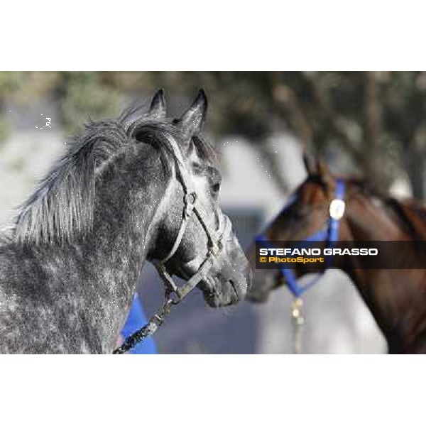 a morning at Al Shahania Stud Doha,23rd february 2015 ph.Stefano Grasso