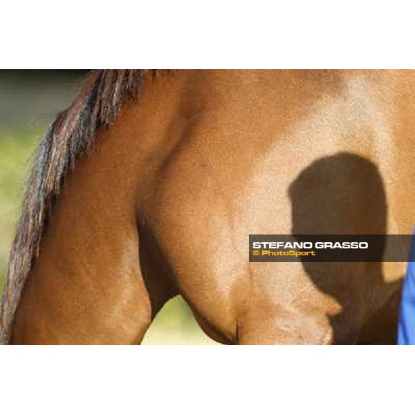 a morning at Al Shahania Stud Doha,23rd february 2015 ph.Stefano Grasso