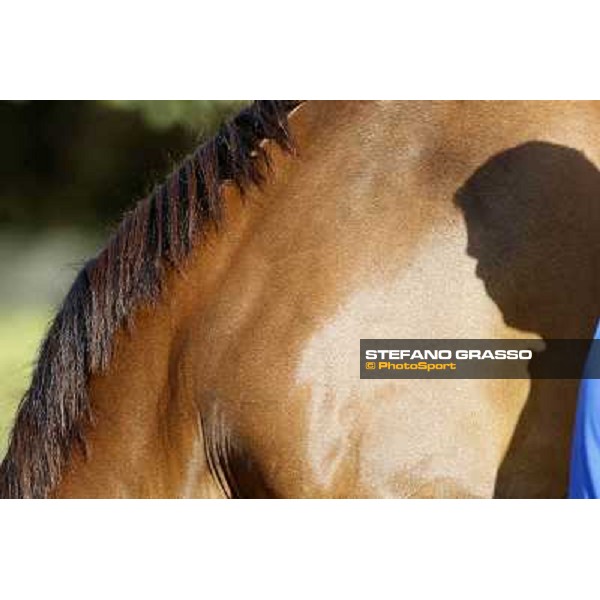 a morning at Al Shahania Stud Doha,23rd february 2015 ph.Stefano Grasso