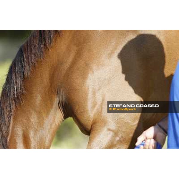 a morning at Al Shahania Stud Doha,23rd february 2015 ph.Stefano Grasso