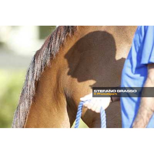 a morning at Al Shahania Stud Doha,23rd february 2015 ph.Stefano Grasso
