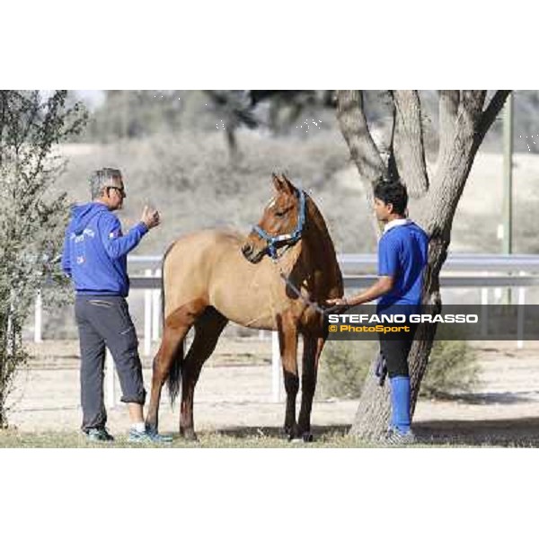 a morning at Al Shahania Stud Doha,23rd february 2015 ph.Stefano Grasso