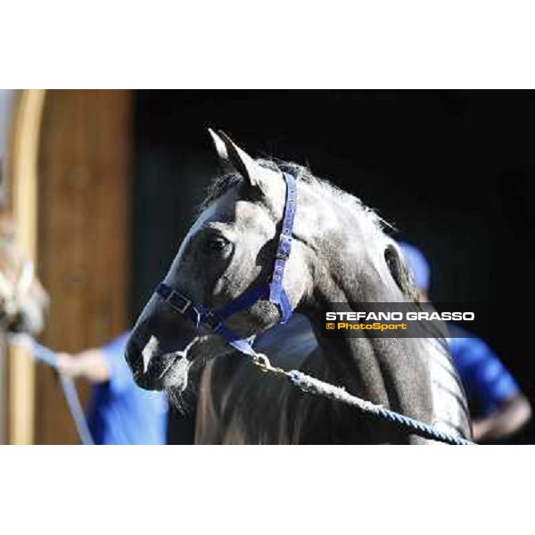 a morning at Al Shahania Stud Doha,23rd february 2015 ph.Stefano Grasso