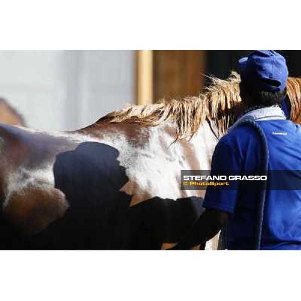 a morning at Al Shahania Stud Doha,23rd february 2015 ph.Stefano Grasso