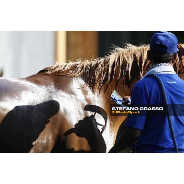 a morning at Al Shahania Stud Doha,23rd february 2015 ph.Stefano Grasso