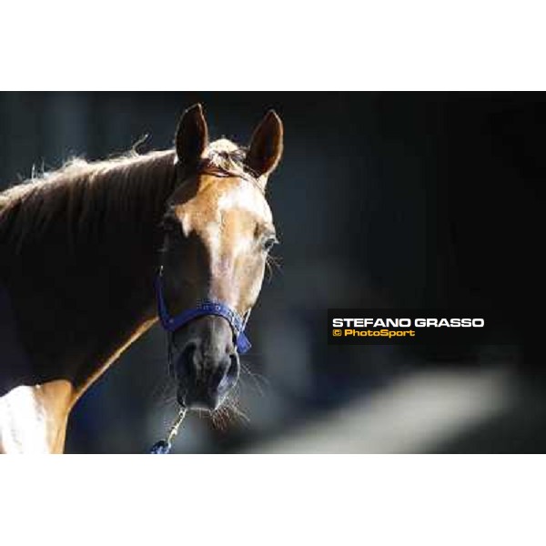a morning at Al Shahania Stud Doha,23rd february 2015 ph.Stefano Grasso