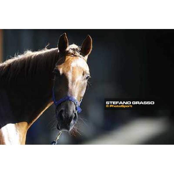 a morning at Al Shahania Stud Doha,23rd february 2015 ph.Stefano Grasso