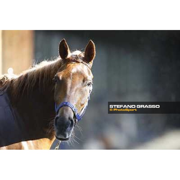 a morning at Al Shahania Stud Doha,23rd february 2015 ph.Stefano Grasso