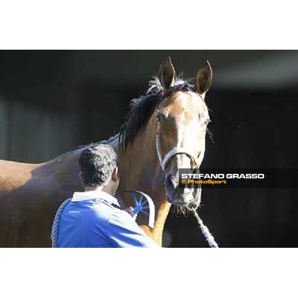 a morning at Al Shahania Stud Doha,23rd february 2015 ph.Stefano Grasso