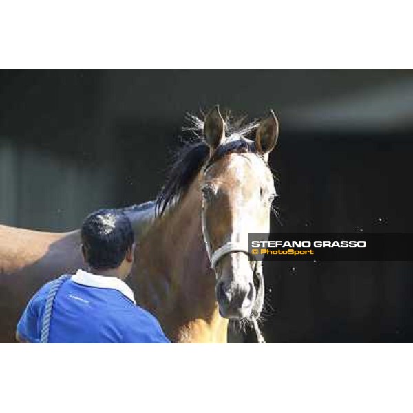 a morning at Al Shahania Stud Doha,23rd february 2015 ph.Stefano Grasso