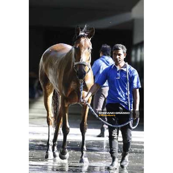 a morning at Al Shahania Stud Doha,23rd february 2015 ph.Stefano Grasso