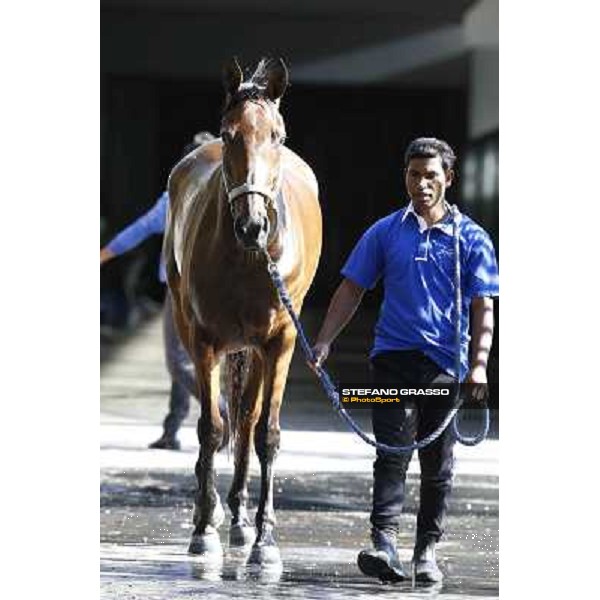 a morning at Al Shahania Stud Doha,23rd february 2015 ph.Stefano Grasso