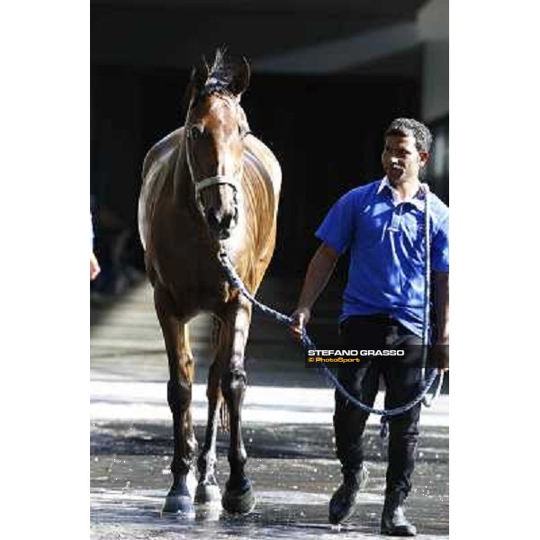 a morning at Al Shahania Stud Doha,23rd february 2015 ph.Stefano Grasso
