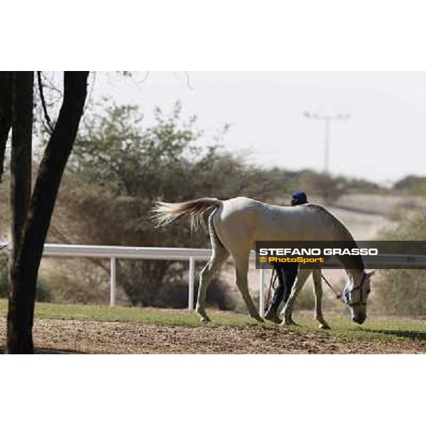 a morning at Al Shahania Stud Doha,23rd february 2015 ph.Stefano Grasso