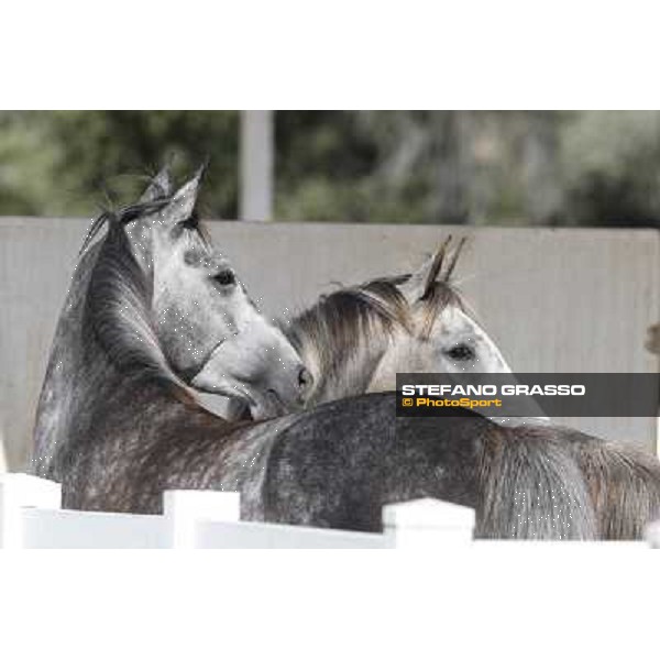 a morning at Al Shahania Stud Doha,23rd february 2015 ph.Stefano Grasso