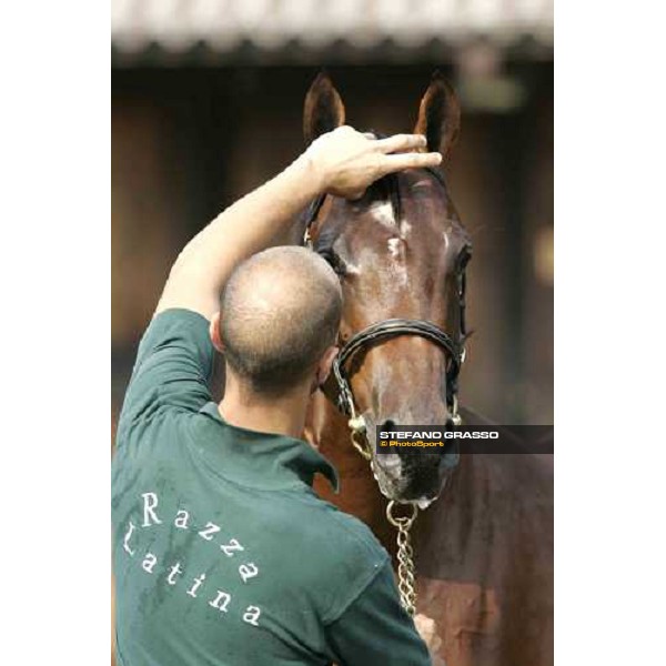 Selected Yearling sales - top price at Euro 400.000,00 breeded by Razza Latina Milano, 23rd september 2005 ph. Stefano Grasso