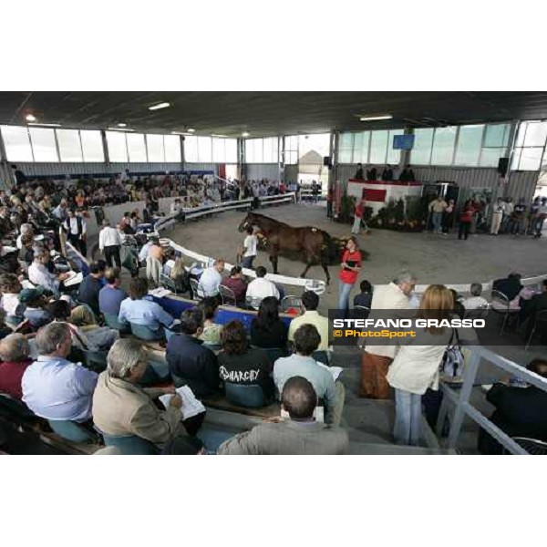 Selected Yearling sales - Milano, 23rd september 2005 ph. Stefano Grasso