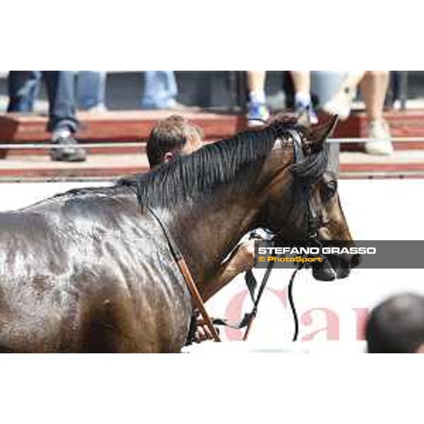 Premio Dionisia Giacalmarbar Rome,Capannelle racecourse 17th may 2015 ph.Stefano Grasso