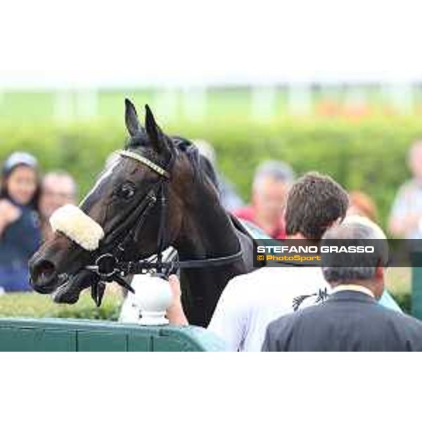 Finidaprest winner of the Premio Giovanni Miliani Milano - San Siro galopp racecourse,31st may 2015 ph.Stefano Grasso/Trenno srl