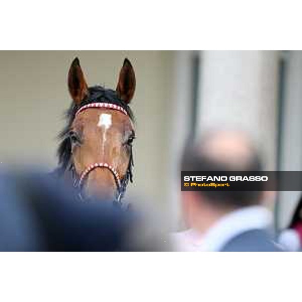 Lovelyn winner of the Oaks d\'Italia Milano - San Siro galopp racecourse,31st may 2015 ph.Stefano Grasso/Trenno srl