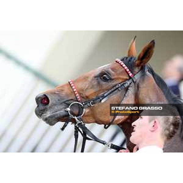 Lovelyn winner of the Oaks d\'Italia Milano - San Siro galopp racecourse,31st may 2015 ph.Stefano Grasso/Trenno srl