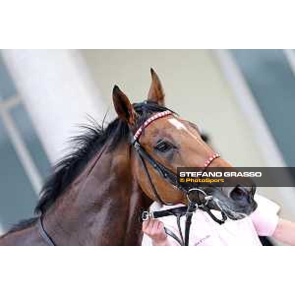 Lovelyn winner of the Oaks d\'Italia Milano - San Siro galopp racecourse,31st may 2015 ph.Stefano Grasso/Trenno srl