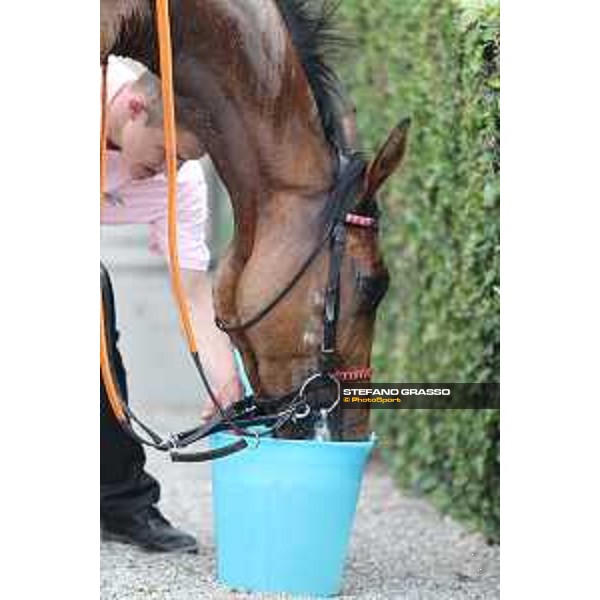 Lovelyn winner of the Oaks d\'Italia Milano - San Siro galopp racecourse,31st may 2015 ph.Stefano Grasso/Trenno srl