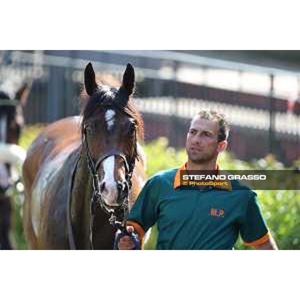 Blindman winner of the Premio Capannelle Trotto Roma - Capannelle racecourse,2nd june 2015 ph.Stefano Grasso