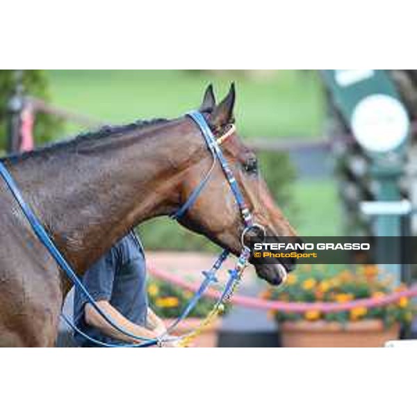 Salutation winner of the Premio Enzo e Tullio Mei Roma - Capannelle racecourse,2nd june 2015 ph.Stefano Grasso