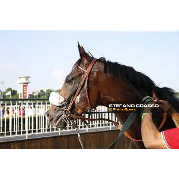 Dylan Mouth Gran Premio di Milano Milano - San Siro racecourse,7th june 2015 ph.Stefano Grasso