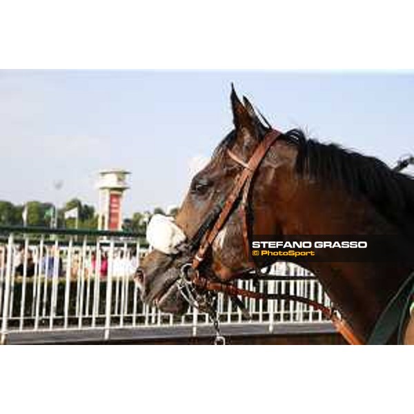 Dylan Mouth Gran Premio di Milano Milano - San Siro racecourse,7th june 2015 ph.Stefano Grasso