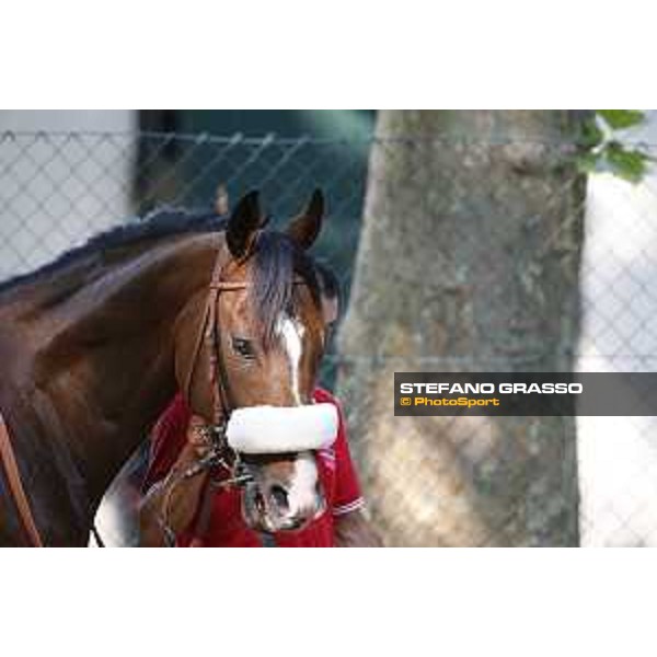 Dylan Mouth Gran Premio di Milano Milano - San Siro racecourse,7th june 2015 ph.Stefano Grasso