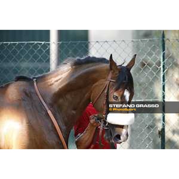 Dylan Mouth Gran Premio di Milano Milano - San Siro racecourse,7th june 2015 ph.Stefano Grasso