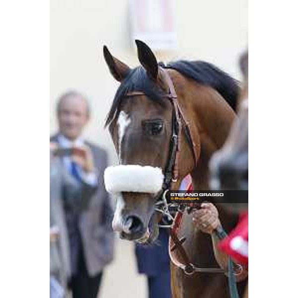Dylan Mouth Gran Premio di Milano Milano - San Siro racecourse,7th june 2015 ph.Stefano Grasso