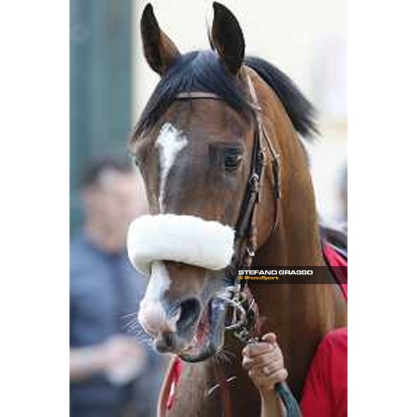 Dylan Mouth Gran Premio di Milano Milano - San Siro racecourse,7th june 2015 ph.Stefano Grasso