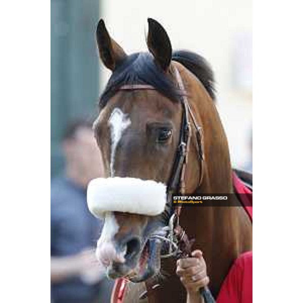 Dylan Mouth Gran Premio di Milano Milano - San Siro racecourse,7th june 2015 ph.Stefano Grasso