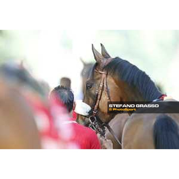 Dylan Mouth Gran Premio di Milano Milano - San Siro racecourse,7th june 2015 ph.Stefano Grasso