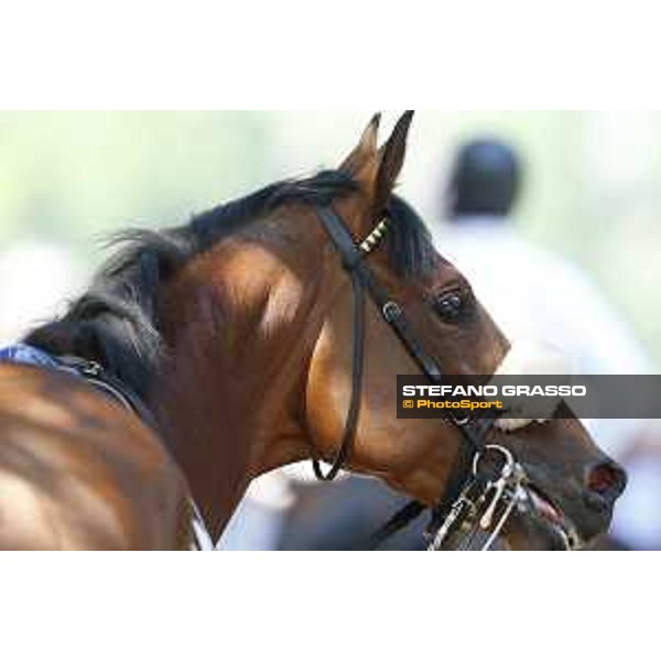 Milano - San Siro galopp racecourse,7th june 2015 ph.Stefano Grasso/Trenno srl