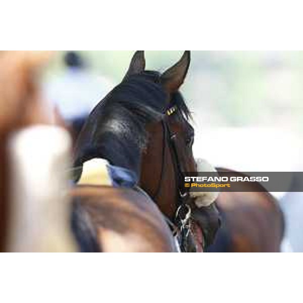 Milano - San Siro galopp racecourse,7th june 2015 ph.Stefano Grasso/Trenno srl