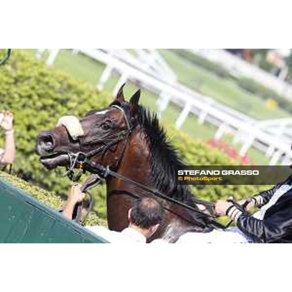 Brex Drago Milano - San Siro galopp racecourse,7th june ph.Stefano Grasso/Trenno srl
