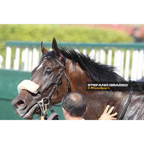 Brex Drago Milano - San Siro galopp racecourse,7th june ph.Stefano Grasso/Trenno srl