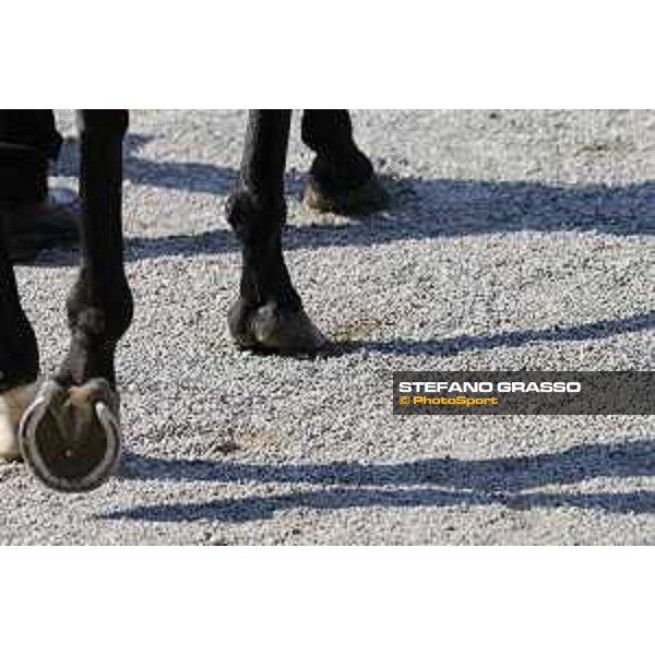 Milano - San Siro galopp racecourse,7th june ph.Stefano Grasso/Trenno srl
