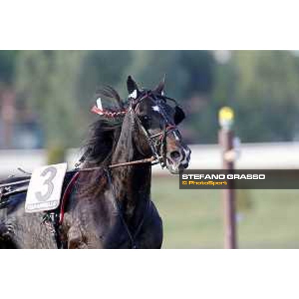 88° Derby Italiano del Trotto - Tuonoblu Rex Rome - Capannelle trot racecourse, 11/10/2015 ph.Stefano Grasso