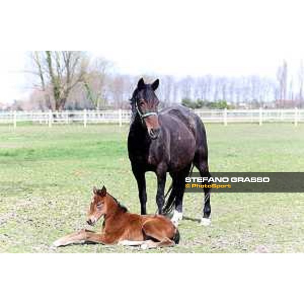 Foal and mare at Gardesana Stud Farm San\'Angelo di Piove di Sacco (PD),16th march 2016 ph.@ Stefano Grasso