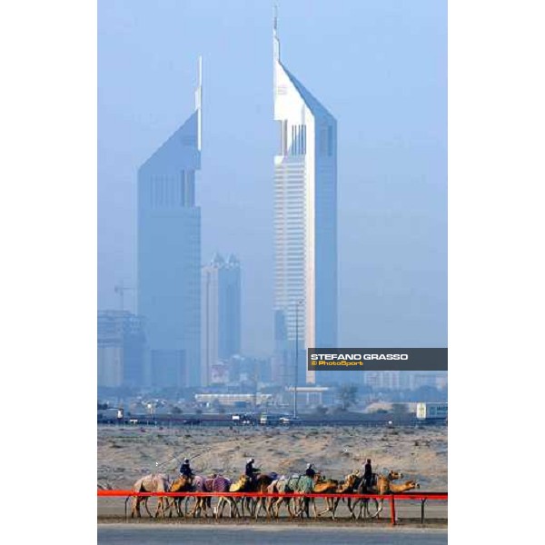 camels on training and the Emirates Towers Dubai City 28th march 2004 ph. Stefano Grasso
