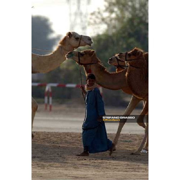 camels\' training Dubai 28th march 2004 ph. Stefano Grasso