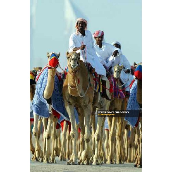 camels on training Dubai 28th march 2004 ph. Stefano Grasso